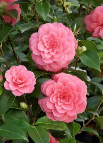 Camelia Japonica "Mrs. Tingley" - Japán Kamélia