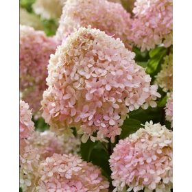 Bugás hortenzia - "Living Little Love" - Hydrangea Paniculata