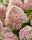 Bugás hortenzia - "Living Little Love" - Hydrangea Paniculata