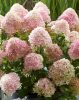 Bugás hortenzia - "Living Little Love" - Hydrangea Paniculata