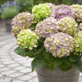 Kerti Hortenzia - Hydrangea macrophylla - "Rembrandt Bella Perche" Cs12