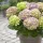 Kerti Hortenzia - Hydrangea macrophylla - "Rembrandt Bella Perche" Cs12