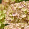 Kerti Hortenzia - Hydrangea macrophylla - "Rembrandt Bella Perche" Cs12