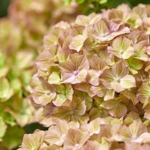 Kerti Hortenzia - Hydrangea macrophylla - "Rembrandt Bella Perche" Cs12