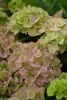 Kerti Hortenzia - Hydrangea macrophylla - "Rembrandt Bella Perche" Cs12