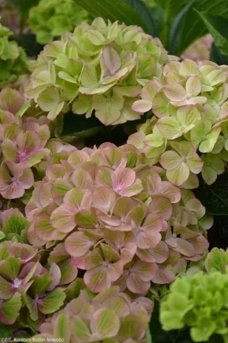Kerti Hortenzia - Hydrangea macrophylla - "Rembrandt Bella Perche" Cs12