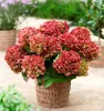 Kerti Hortenzia - Hydrangea macrophylla - "Rembrandt Bella Perche" Cs12