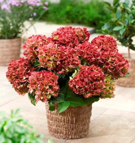 Kerti Hortenzia - Hydrangea macrophylla - "Rembrandt Bella Perche" Cs12