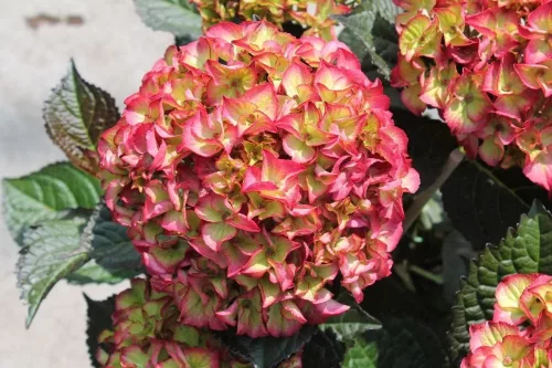 Kerti Hortenzia - Hydrangea macrophylla Black Diamonds"Red Angel"