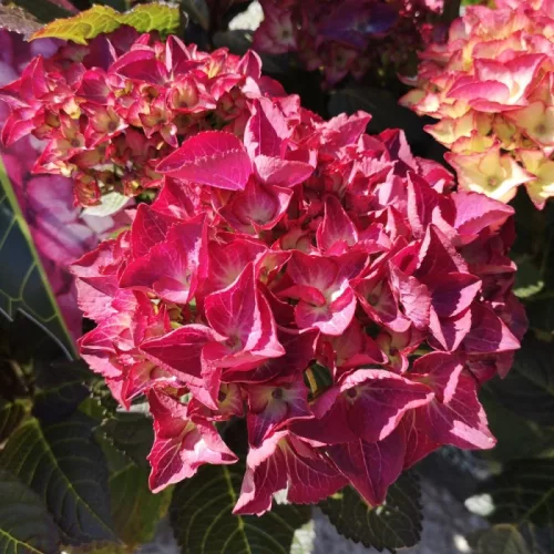 Kerti Hortenzia - Hydrangea macrophylla Black Diamonds"Red Angel"