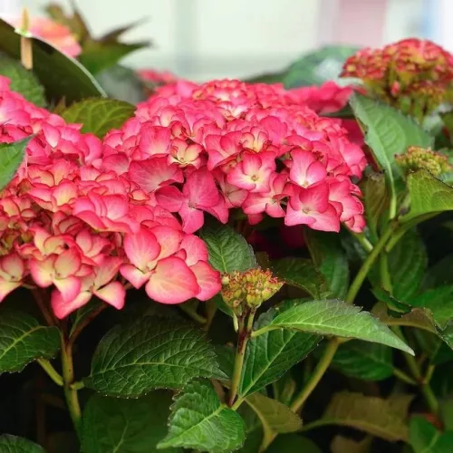 Kerti Hortenzia - Hydrangea macrophylla Black Diamonds"Red Angel"