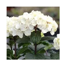   Kerti Hortenzia " Black Steel White Ball" - Hydrangea macrophylla