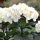Kerti Hortenzia " Black Steel White Ball" - Hydrangea macrophylla