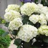 Kerti Hortenzia " Black Steel White Ball" - Hydrangea macrophylla