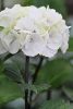 Kerti Hortenzia " Black Steel White Ball" - Hydrangea macrophylla