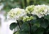 Kerti Hortenzia " Black Steel White Ball" - Hydrangea macrophylla