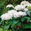 Kerti Hortenzia " Black Steel White Ball" - Hydrangea macrophylla