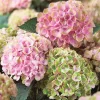 KERTI HORTENZIA " MAGICAL REVOLUTION Rose " - HYDRANGEA MACROPHYLLA - 2L