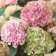 KERTI HORTENZIA " MAGICAL REVOLUTION Rose " - HYDRANGEA MACROPHYLLA - 2L