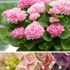 KERTI HORTENZIA " MAGICAL REVOLUTION Rose " - HYDRANGEA MACROPHYLLA - 2L