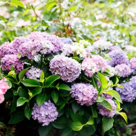   Kerti hortenzia - Hydrangea macrophylla Forever & Ever "Hortbux Collection Blue"