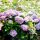 Kerti hortenzia - Hydrangea macrophylla Forever & Ever "Hortbux Collection Blue"