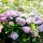 Kerti hortenzia - Hydrangea macrophylla Forever & Ever "Hortbux Collection Blue"