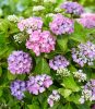 Kerti hortenzia - Hydrangea macrophylla Forever & Ever "Hortbux Collection Blue"