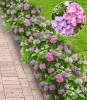 Kerti hortenzia - Hydrangea macrophylla Forever & Ever "Hortbux Collection Blue"