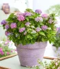 Kerti hortenzia - Hydrangea macrophylla Forever & Ever "Hortbux Collection Blue"