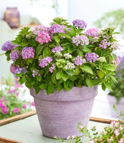 Kerti hortenzia - Hydrangea macrophylla Forever & Ever "Hortbux Collection Blue"