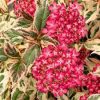 Fűrészeslevelű hortenzia - "Euphoria Pink" - Hydrangea Serrata - K1