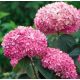 Cserjés hortenzia " Pink Annabelle" - Hydrangea Arborescens - K5