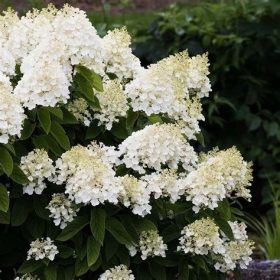   Bugás hortenzia - Hydrangea Paniculata "Living Summer Snow" 