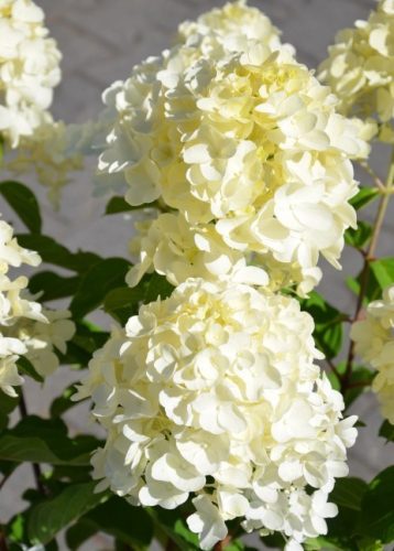 Bugás hortenzia - Hydrangea Paniculata "Living Summer Snow" 