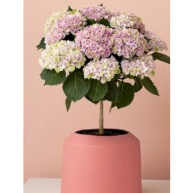   Beltéri Törzses hortenzia - Hydrangea Macrophylla Magical Revolution - Pink