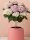 Beltéri Törzses hortenzia - Hydrangea Macrophylla Magical Revolution - Pink