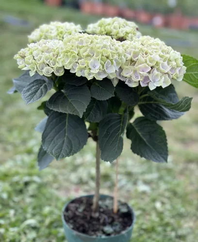 Beltéri Törzses hortenzia - Hydrangea Macrophylla Magical Revolution - Pink