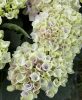 Beltéri Törzses hortenzia - Hydrangea Macrophylla Magical Revolution - Pink