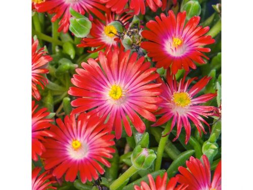 Kristályvirág / Délvirág - Delosperma cooperi 'Delmara Red'