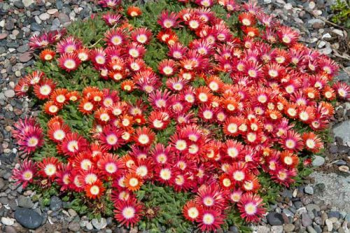 Kristályvirág / Délvirág - Delosperma cooperi 'Delmara Red'