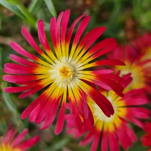 Kristályvirág / Délvirág - Delosperma cooperi 'Delmara Red'