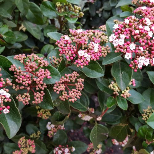 Örökzöld bangit - Viburnum tinus ‘Lisa Rose"