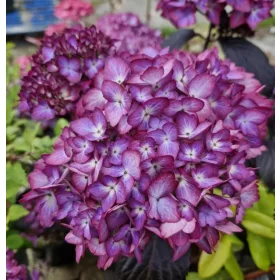   Kerti Hortenzia - Hydrangea macrophylla - "Eclipse Purple"