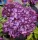 Kerti Hortenzia - Hydrangea macrophylla - "Eclipse Purple"
