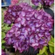 Kerti Hortenzia - Hydrangea macrophylla - "Eclipse Purple"