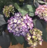 Kerti Hortenzia - Hydrangea macrophylla - "Eclipse Purple"