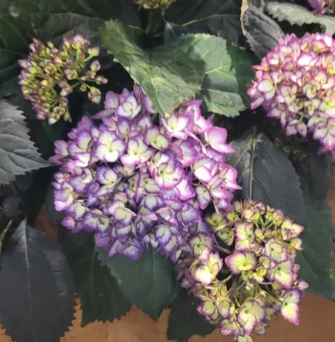 Kerti Hortenzia - Hydrangea macrophylla - "Eclipse Purple"