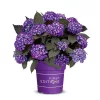 Kerti Hortenzia - Hydrangea macrophylla - "Eclipse Purple"