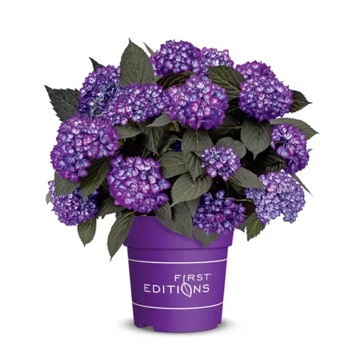 Kerti Hortenzia - Hydrangea macrophylla - "Eclipse Purple"